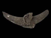 藏品(德氏水牛頭蓋骨化石)的圖片